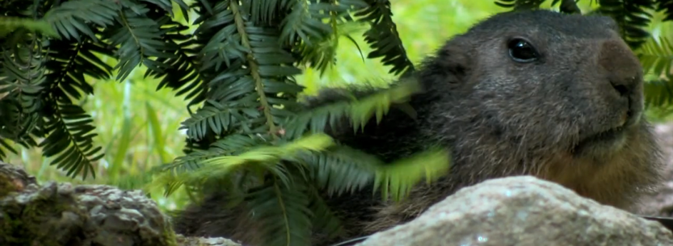 Immersion dans le parc animalier des Pyrénées
