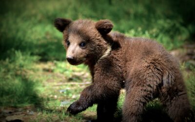 Reportage vidéo au Parc Animalier des Pyrénées