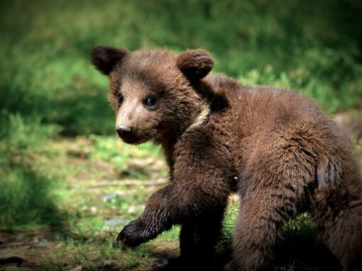 Reportage vidéo au Parc Animalier des Pyrénées